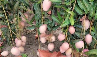 芒果一年成熟几次 芒果几月份成熟